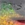 0001_Spro_Iris_Shocktail_20_cm__[Baars].jpg